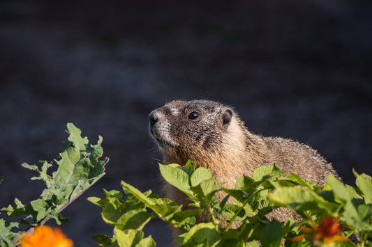 Ground hog eating plants in garden.